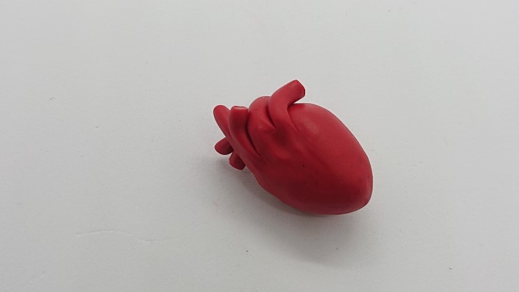 We've hit half way on making an anatomically correct heart out of polymer clay