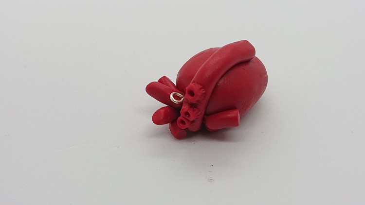 Start of step 3 to make an anatomically correct heart out of polymer clay