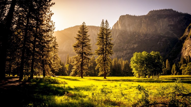 Should I have multiple family trees?